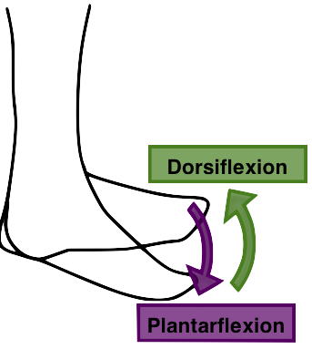 Diagram showing the foot moving up and down at the ankle